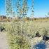 Teucrium Fruticans Shrubby Germander 60-80 cm buy online UK.