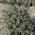 Teucrium Fruticans Shrubby Germander 40-50 cm buy online UK.