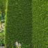 Thuja Brabant or White Cedar Brabant Hedging