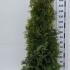 tobp 1.75-2 m buy online UK.