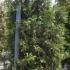 Thuja Occidentalis Brabant Potted 2-2.5 m buy online UK.