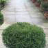 Thuja Occidentalis Danica Dwarf Conifer, Buy online with UK delivery.