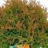 Thuja occidentalis Fire Chief White Cedar Congabe 30-40 cm buy online UK.