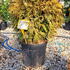 togg 50-60 cm buy online UK.