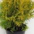 Thuja Occidentalis Golden Globe 35-40 cm buy online UK.