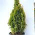 Thuja Occidentalis Golden Smaragd - Northern White Cedar 80-100 cm buy online UK.