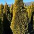 Thuja Occidentalis Golden Smaragd - Northern White Cedar 1.5-1.75 m buy online UK.