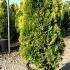 Thuja Occidentalis Golden Smaragd - Northern White Cedar 1.2-1.3 m buy online UK.