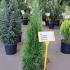 Thuja Occidentalis Golden Smaragd - Northern White Cedar 60-80 cm buy online UK.