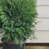Thuja Occidentalis Little Champion White Cedar 30-35 cm buy online UK.