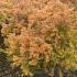 Thuja Occidentalis Rheingold White Cedar 20-30 cm buy online UK.