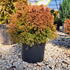 tor 30-40 cm buy online UK.