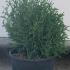 Thuja Occidentalis Tiny Tim 20-25 cm buy online UK.