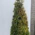 Thuja Occidentalis Yellow Ribbon White Cedar 1.75-2 m buy online UK.