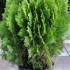 Thuja Orientalis Aurea Nana for sale from Conifer Specialist nursery Paramount Plants, Crews Hill UK. For sale UK.
