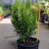 Thuja Orientalis Aurea Nana Conifer 20-30 cm buy online UK.