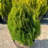 thujaa 35-40 cm buy online UK.