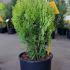 Thuja Orientalis Aurea Nana Conifer 30-40 cm buy online UK.