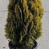 thujaa 50-60 cm buy online UK.