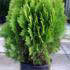 Thuja Orientalis Aurea Nana for sale from Conifer Specialist nursery Paramount Plants, Crews Hill UK. For sale UK.