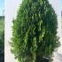 Thuja Orientalis Pyramidalis Aurea  1.25-1.5 m buy online UK.