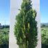 Thuja Orientalis Pyramidalis Aurea  1.5-1.75 m buy online UK.