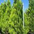 Thuja Orientalis Pyramidalis Aurea  2.5-3 m buy online UK.