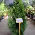 Thuja Orientalis Pyramidalis Aurea  40-60 cm buy online UK.