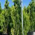 Thuja Orientalis Pyramidalis Aurea  2-2.5 m buy online UK.