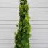 Thuja Orientalis Pyramidalis Aurea  1.7-2 m buy online UK.