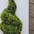 Thuja Plicata 4ever Goldy Western Red Cedar 1-1.25 m buy online UK.