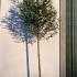 Thuja Plicata Full Standard Trees 3.5-4 m buy online UK.