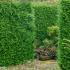 Thuya Plicata evergreen hedging for maximum privacy, buy online UK delivery.