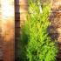 Thuja Plicata Hedging - Root Ball Plants 1.25-1.5 m buy online UK.
