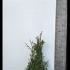 Thuja Plicata Hedging - Root Ball Plants 80-100 cm buy online UK.