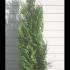 Thuja Plicata Hedging - Root Ball Plants 1.5-1.75 m buy online UK.