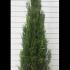 Thuja Plicata Hedging - Root Ball Plants 2.5-2.75 m buy online UK.