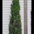 Thuja Plicata Hedging - Root Ball Plants 3-3.5 m buy online UK.