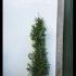 Thuja Plicata Hedging - Root Ball Plants 2-2.25 m buy online UK.
