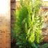 Thuja Plicata Hedging - Root Ball Plants 1-1.25 m buy online UK.