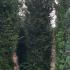 Thuya Plicata, large trees for sale at Paramount Plants, UK nationwide delivery