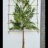 Thuja Plicata Pleached Tree 2.5 m buy online UK.