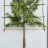 Thuja Plicata Pleached Tree - Pleached Evergreen Trees for sale online UK