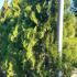 Thuja Plicata - Western Red Cedar 2-2.5 m buy online UK.
