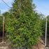 Thuja Plicata - Western Red Cedar 3-3.5 m buy online UK.