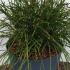 Thuja Plicata Whipcord Western Red Cedar 30-40 cm buy online UK.