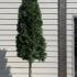 Thuja Smaragd Full Standard Trees 2.5-3 m buy online UK.