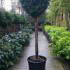 Thuja Occidentalis Smaragd, Half Standard Topiary trees for sale online with UK delivery