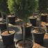 Thuja Smaragd Half Standard 1.1-1.3 m buy online UK.