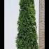 Thuja Smaragd Hedging Potted 2-2.5 m buy online UK.